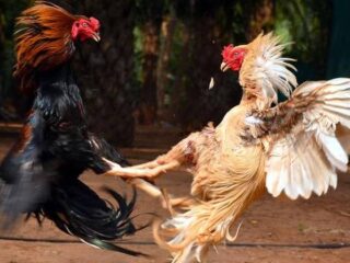Merawat Ayam Aduan Untuk Sabung Ayam