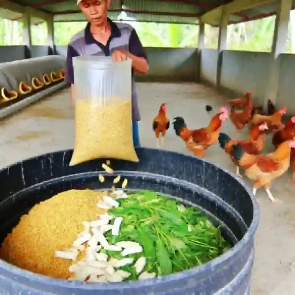 Tips Mengelola Pakan Fermentasi untuk Ayam Kampung