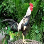 Tips Pemberian Air Minum yang Higienis untuk Ayam Magon