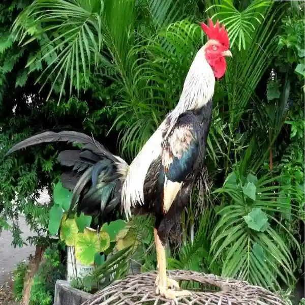 Tips Pemberian Air Minum yang Higienis untuk Ayam Magon